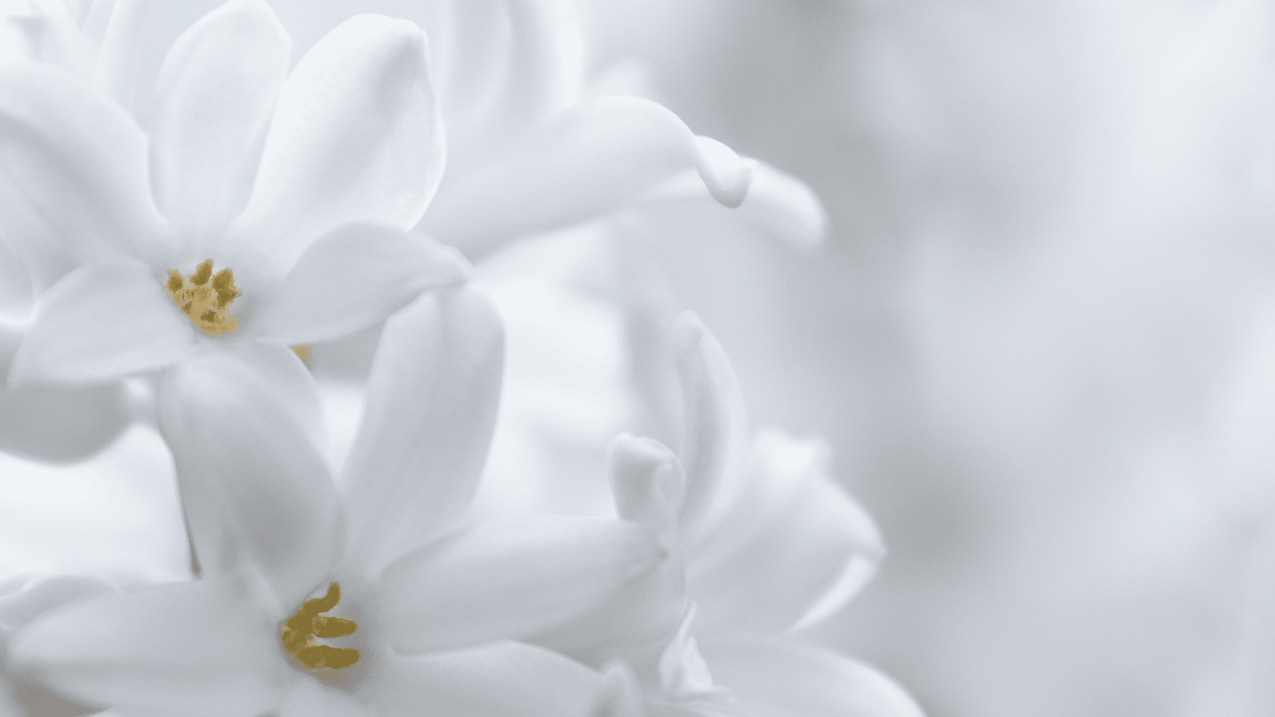 Floral - Scentmore
