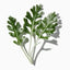 Artemisia
