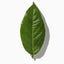 Lemon Leaf