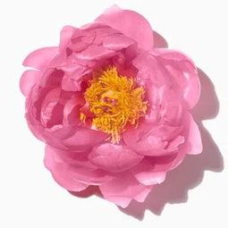 Camelia
