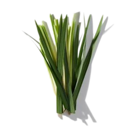 Grass