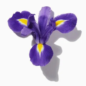 Italian Iris