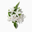 Indian Jasmine