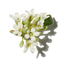 Osmanthus