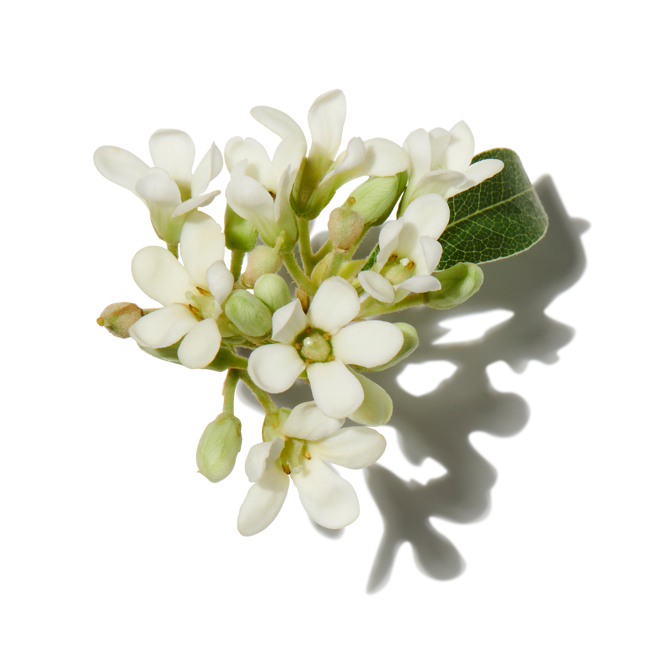 Osmanthus