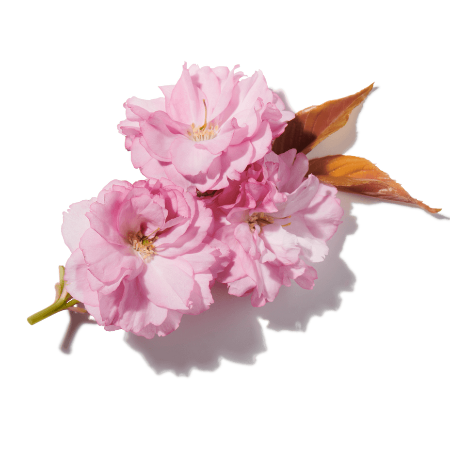 Plum Blossom