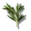 Rosemary
