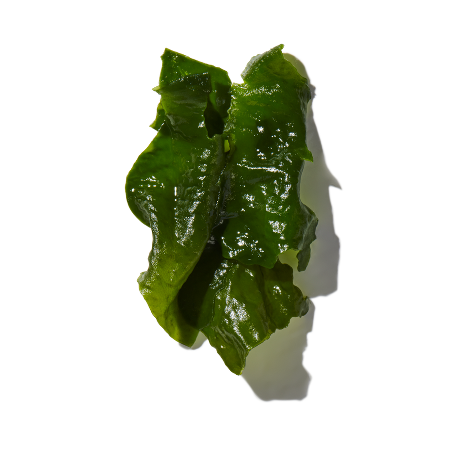 Seaweed