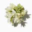 Tuberose