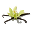 Vanilla Absolute