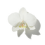 Vanilla Orchid