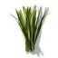 Vetiver