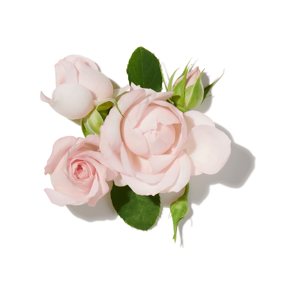 White Rose