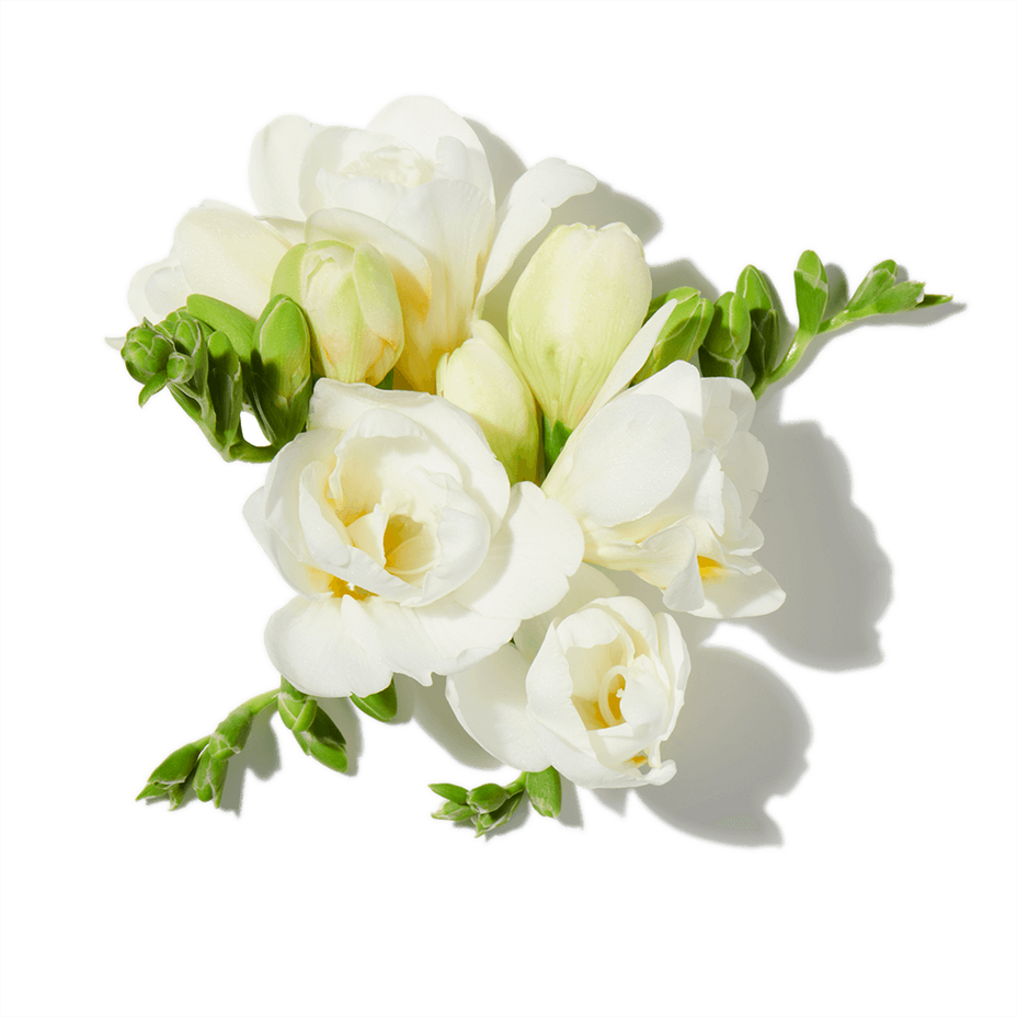 Yellow Freesia
