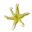 Ylang Ylang