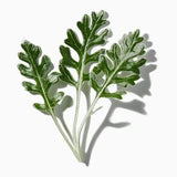 Artemisia duftnoter