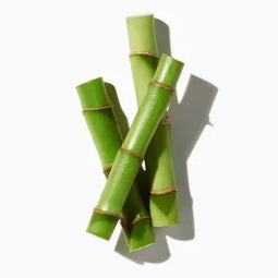 Bamboo