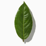 Bay Leaf duftnoter