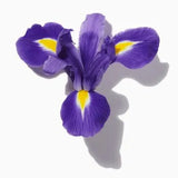 Blue Iris duftnoter