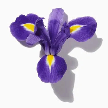 Blue Iris