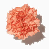 Carnation duftnoter