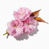 Cherry Blossom duftnoter