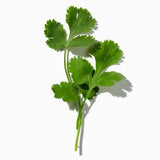 Coriander Seed duftnoter