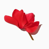 Cyclamen duftnoter