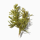 Cypress duftnoter