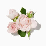 Damask-Rose duftnoter