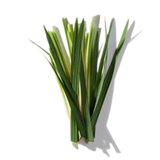 Grass duftnoter