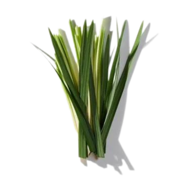 Grass