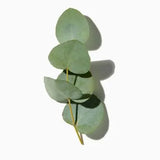 Eucalyptus duftnoter