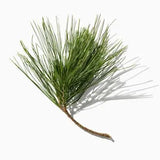 Fir Balsam duftnoter