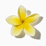 Frangipani duftnoter