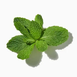 Fresh Mint