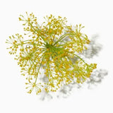 Galbanum duftnoter