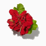 Geranium duftnoter