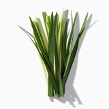 Haitian Vetiver duftnoter