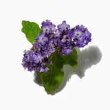Heliotrope duftnoter