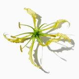 Honeysuckle duftnoter