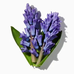 Hyacinth