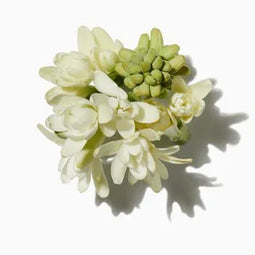 Indian Tuberose