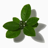 Italian Fig Leaves duftnoter
