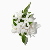Jasmine Tea duftnoter