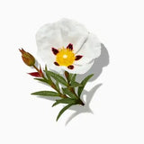 Labdanum duftnoter