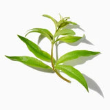 Lemon Verbena duftnoter