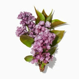 Lilac duftnoter