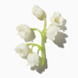 Lily of the Valley duftnoter