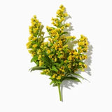 Mimosa duftnoter
